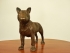 bronze bull terrier